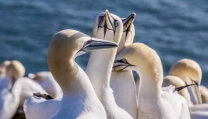 拜登设下陷阱，美军永驻金门，解放军等来绝佳机会，收台势在必行