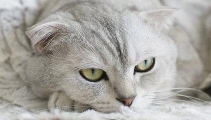 日本近来更多年轻女性为了牛郎花钱，远赴海外从事卖淫